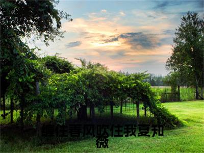 迟见霖夏知薇（缠住春风吹住我夏知薇最新全章节大结局）全文阅读