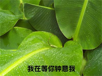 ﻿阮雪青顾鸣乔（我在等你钟意我）全文免费阅读无弹窗大结局_（阮雪青顾鸣乔）最新章节列表_笔趣阁（我在等你钟意我）