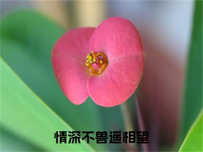 白琛泽孟瑶欢txt（情深不兽遥相望）全文免费阅读无弹窗大结局_白琛泽孟瑶欢最新章节列表_笔趣阁（情深不兽遥相望）