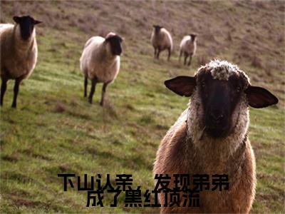 下山认亲，发现弟弟成了黑红顶流（支雅雅简学青）免费全文阅读小说_下山认亲，发现弟弟成了黑红顶流最新章节列表-笔趣阁（支雅雅简学青）