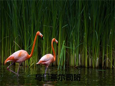 (番外)+(全文)云婳司珩（与婳燕尔司珩：结局+番外）完整全文在线阅读_云婳司珩免费阅读最新章节列表_笔趣阁（与婳燕尔司珩：结局+番外）