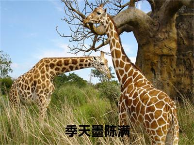 季天墨陈满全文（季天墨陈满）全文免费阅读无弹窗大结局_季天墨陈满全文最新章节列表