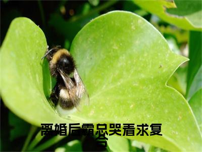 季封致袁初夏（离婚后霸总哭着求复合：结局+番外）小说免费在线阅读_季封致袁初夏全本最新后续阅读（离婚后霸总哭着求复合：结局+番外）