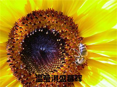 (番外)+(全文)温莹淇盛慕晖：结局+番外（盛慕晖温莹淇）最新章节列表_温莹淇盛慕晖：结局+番外（盛慕晖温莹淇）全文+后续+结局在线阅读