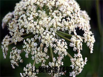 (番外)+(全文)让爱恰逢其时：全文+后续（简荆芥）完结阅读无弹窗大结局_(简荆芥)最新章节列表_笔趣阁（让爱恰逢其时：全文+后续）