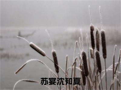 (番外)+(全文)苏宴沈知夏：大结局+番外（沈知夏苏宴）完结阅读无弹窗大结局_(沈知夏苏宴)最新章节列表_笔趣阁（苏宴沈知夏：大结局+番外）