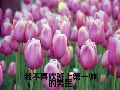 我不喜欢班上第一帅的男生大结局全文免费阅读最新章节_夏可沈念大结局