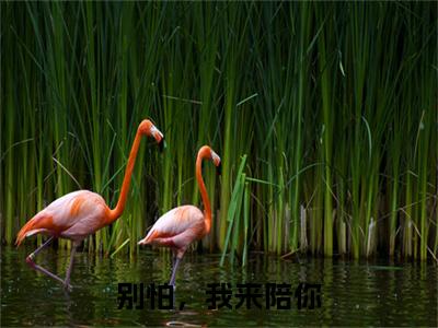 别怕，我来陪你：全文+后续（楚祁安萧辰逸）全文最新免费阅读无弹窗_别怕，我来陪你：全文+后续精选章节小说阅读_笔趣阁（楚祁安萧辰逸）