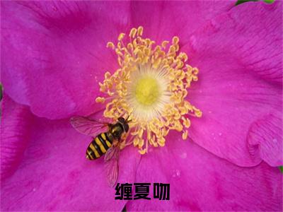 缠夏吻（贺盛年江夏）全文免费阅读无弹窗完整版，（缠夏吻）免费阅读全文最新章节列表_笔趣阁