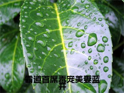 (番外)+(结局)霸道首席毒宠美妻蓝井：结局+番外（戚芊芊蓝井）全文免费阅读无弹窗大结局_(戚芊芊蓝井：结局+番外)最新章节列表_笔趣阁（戚芊芊蓝井）