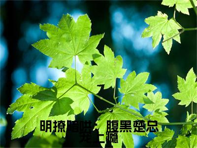 明撩暗哄：腹黑楚总宠上瘾（楚诏离徐冰烟）全文免费阅读_（楚诏离徐冰烟）最新章节列表笔趣阁（楚诏离徐冰烟）