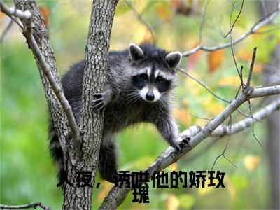 入夜，诱哄他的娇玫瑰全局（舒苒裴津西）最新推荐_最新推荐入夜，诱哄他的娇玫瑰全局（舒苒裴津西）
