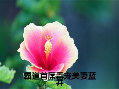 戚芊芊蓝井（霸道首席毒宠美妻蓝井）全文免费阅读无弹窗大结局_戚芊芊蓝井全文免费阅读