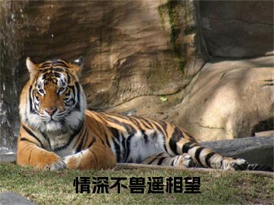 白琛泽孟瑶欢（情深不兽遥相望）全文免费阅读无弹窗_（白琛泽孟瑶欢全文免费阅读无弹窗）白琛泽孟瑶欢最新章节列表