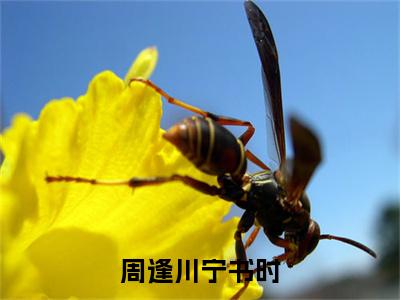 周逢川宁书时小说(周逢川宁书时)小说结尾+隐藏篇章（周逢川宁书时周逢川宁书时）畅享阅读