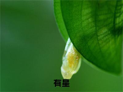 番外+全文有星：大结局+后续(蒋引星陈时雨)小说最新列表_有星(蒋引星陈时雨)全文阅读无弹窗有星：大结局+后续