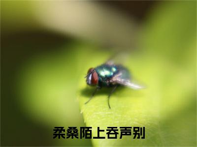 柔桑陌上吞声别结局+番外（裴玄灵音）全文免费阅读全集完整版_柔桑陌上吞声别结局+番外最新章节无弹窗（裴玄灵音）