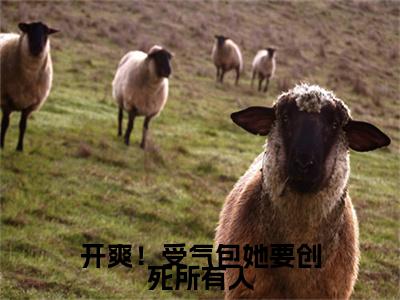 小说大结局小说开爽！受气包她要创死所有人小说已更新+特别篇（周娜）纯净版
