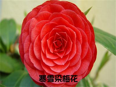 寒雪染梅花全文免费阅读_（薛泱泱沈宥瑕免费阅读无弹窗）薛泱泱沈宥瑕最新章节列表笔趣阁