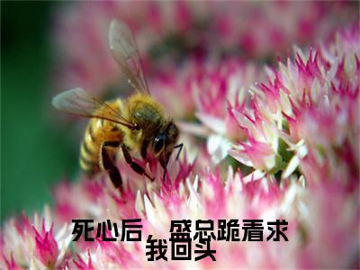 完结文林慕绾盛景琛死心后，盛总跪着求我回头最新章节列表_完结文林慕绾盛景琛全文免费阅读（死心后，盛总跪着求我回头）