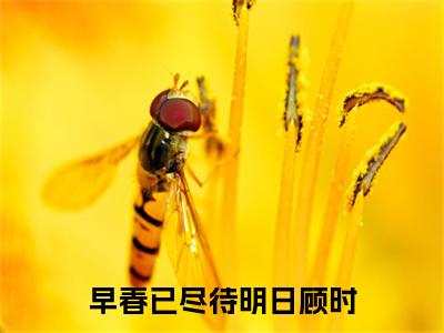 早春已尽待明日顾时（叶清顾时）全文免费阅读无弹窗大结局_叶清顾时全文免费阅读_笔趣阁（早春已尽待明日顾时）