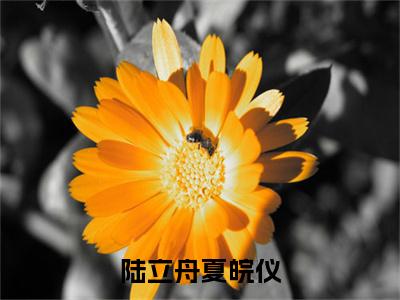 夏皖仪陆立舟：结局+番外陆立舟夏皖仪小说全文无删减版在线阅读-最新小说夏皖仪陆立舟：结局+番外小说全文阅读