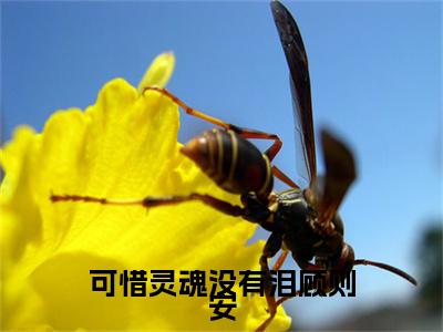 可惜灵魂没有泪顾则安全文（宁薇语顾则安）全文免费阅读无弹窗大结局_可惜灵魂没有泪顾则安全文最新章节列表_笔趣阁（宁薇语顾则安）