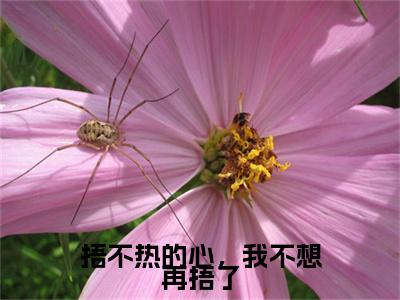 捂不热的心，我不想再捂了（姜屿月闻聿风）全文免费阅读无弹窗大结局_姜屿月闻聿风最新章节列表_笔趣阁