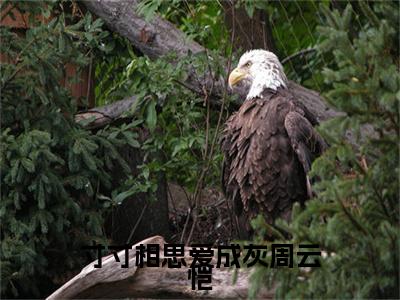 江初夏周云恺（寸寸相思爱成灰周云恺）全文免费阅读_（寸寸相思爱成灰周云恺）江初夏周云恺最新章节小说免费阅读_笔趣阁