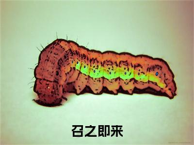 召之即来（池匪池故渊）全文免费阅读无弹窗大结局_召之即来全文完整无删减版免费阅读