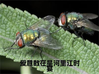 高分_爱意散在星河里江时宴小说(林乐悠江时宴)（爱意散在星河里江时宴）全本完整阅读