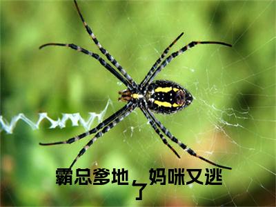 小说大结局小说顾北辰桑苒苒小说已更新+特别篇（霸总爹地，妈咪又逃了）纯净版