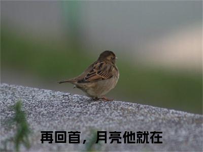 再回首，月亮他就在安逸朗月行全文免费阅读_再回首，月亮他就在无弹窗最新章节