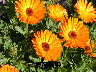 谈霁礼许恩棠（夏夜有染）全文免费阅读无弹窗大结局_（谈霁礼许恩棠）夏夜有染最新章节列表