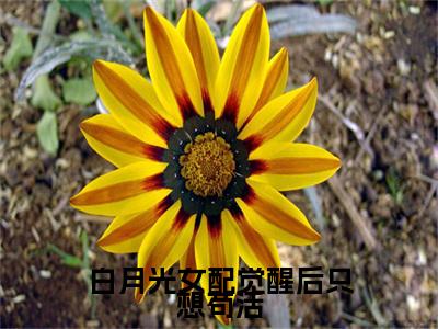 白月光女配觉醒后只想苟活小说（霍寒舟林娇）+后续+结局在线阅读