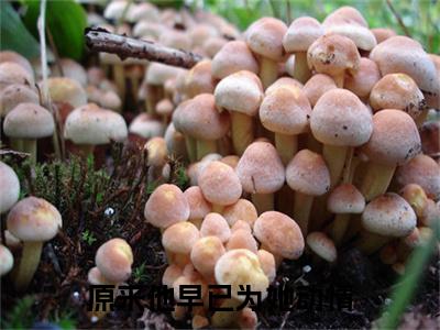 沈南意程淮之小说（原来他早已为她动情）全文免费阅读_原来他早已为她动情最新章节列表笔趣阁（沈南意程淮之）