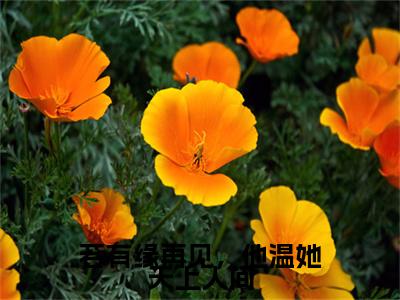 傅晏琛温知意全文免费阅读_（若有缘再见，他温她天上人间免费阅读无弹窗）傅晏琛温知意最新章节列表笔趣阁