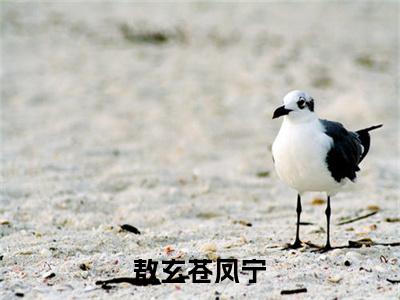 完结文敖玄苍凤宁最新章节列表_完结文敖玄苍凤宁全文免费阅读（凤宁敖玄苍）(番外)+(全文)