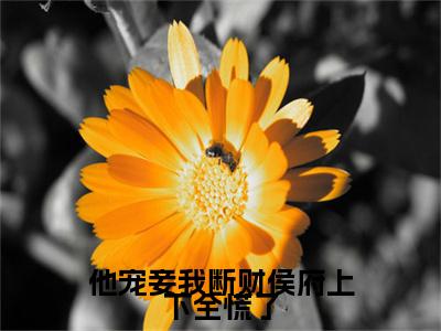 小说沈倾陆晏小说已更新+番外篇章（他宠妾我断财侯府上下全慌了）纯净阅读