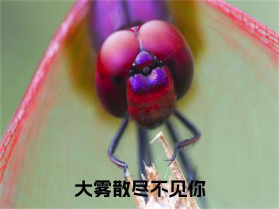 大雾散尽不见你林画裴照北：全文+后续(大雾散尽不见你)：结局+番外_大雾散尽不见你+结局最新章节列表_笔趣阁（大雾散尽不见你林画裴照北：全文+后续）