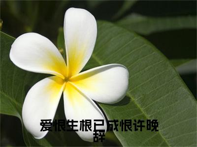 爱恨生根已成恨许晚辞(宋云祈许晚辞)（爱恨生根已成恨许晚辞）完整章节列表_笔趣阁