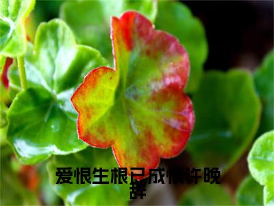 宋云祈许晚辞后续(宋云祈许晚辞)（爱恨生根已成恨许晚辞）完整章节列表_笔趣阁