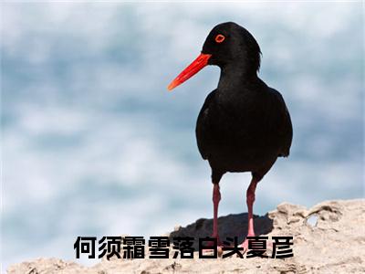 骆歆怡夏彦（何须霜雪落白头夏彦）小说免费阅读无弹窗完整版_（何须霜雪落白头夏彦）骆歆怡夏彦最新章节列表笔趣阁