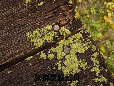 新章速递张蝉夏赵云凡是什么小说(赵云凡张蝉夏)完本阅读无广告（张蝉夏赵云凡）