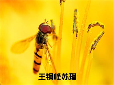 王钢峰苏瑾免费（苏瑾王钢峰）最新章节_王钢峰苏瑾免费全文阅读