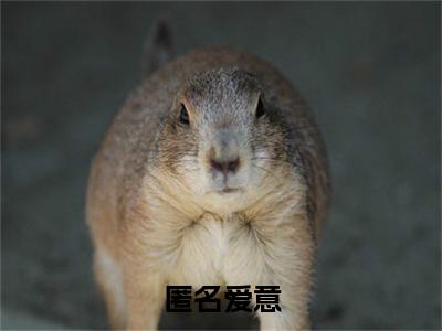 匿名爱意小说叫什么(陆风停林初雪)小说全集阅读无广告（匿名爱意）番外+续集