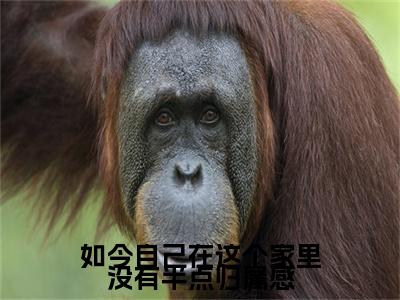 沈钰染谢修延小说完本(沈钰染谢修延)（如今自己在这个家里没有半点归属感）前传+整本阅读全新作品预订