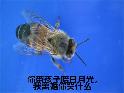 你带孩子陪白月光，我离婚你哭什么（许从唯洛京安）结局+番外新上热文大结局_你带孩子陪白月光，我离婚你哭什么小说免费阅读最新章节列表笔趣阁（许从唯洛京安）