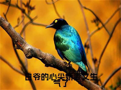 白爷的心尖娇妻又生气了白泽野白念念：结局+番外免费品鉴+全书阅读（白爷的心尖娇妻又生气了）最新连载