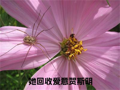 高分_她回收爱意贺斯明(温雅贺斯明)（她回收爱意贺斯明）全本完整阅读